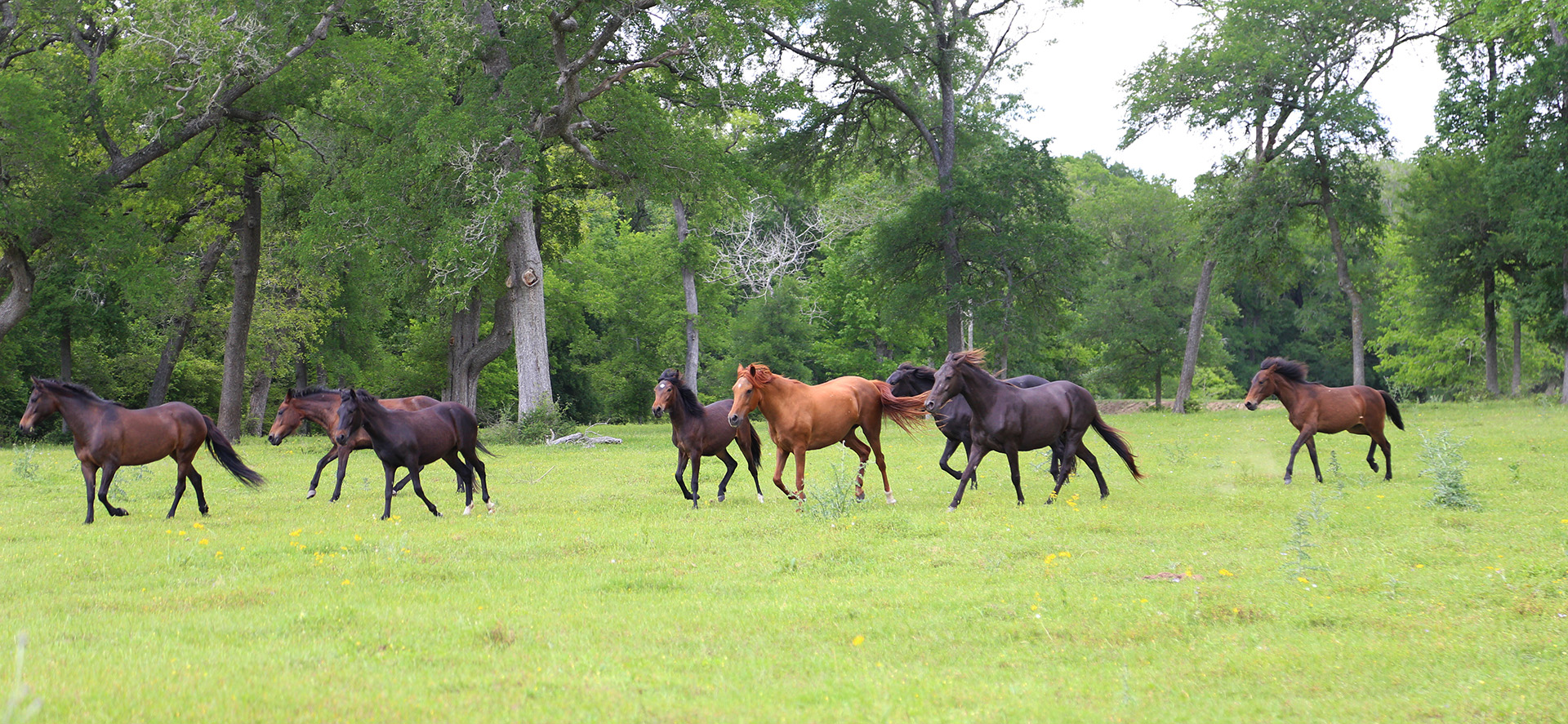 SSS Triple Ranch Horses