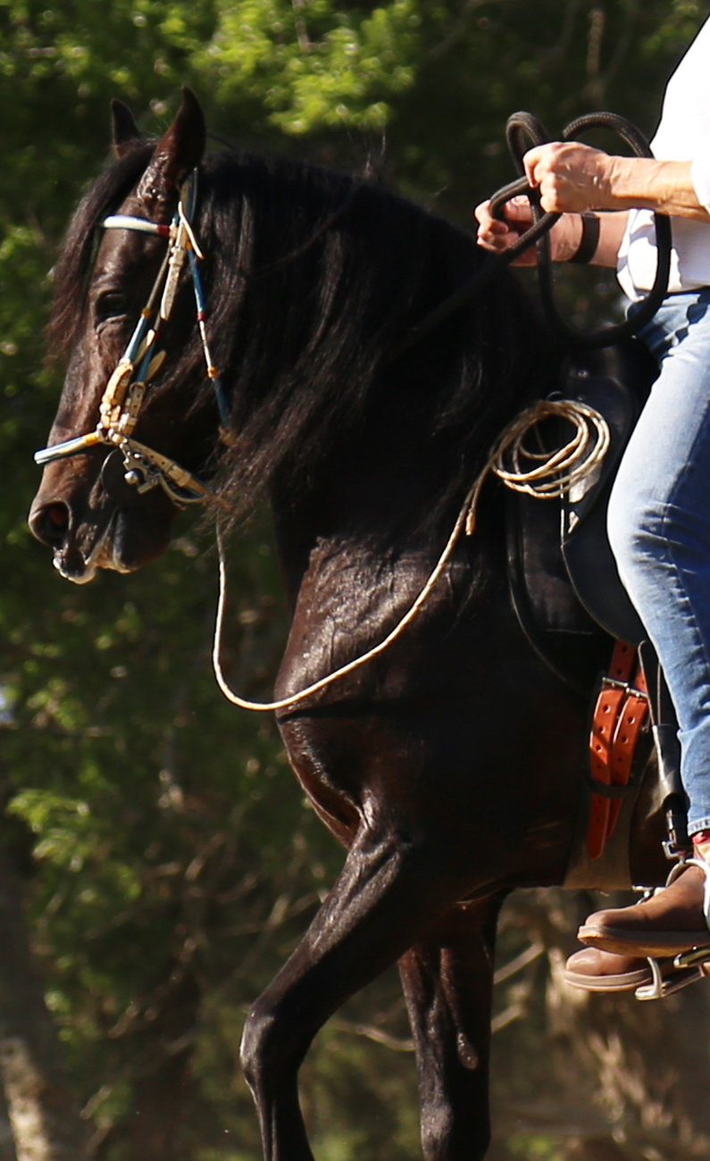 SSS Paso fino Ranch