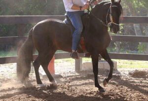 SSS Paso fino Ranch