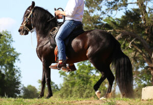 SSS Paso fino Ranch