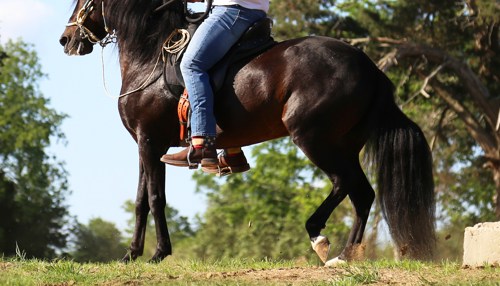 SSS Paso Fino Ranch