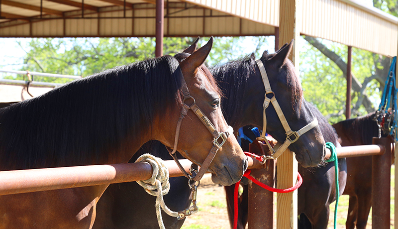 SSS Paso Fino Ranch About us